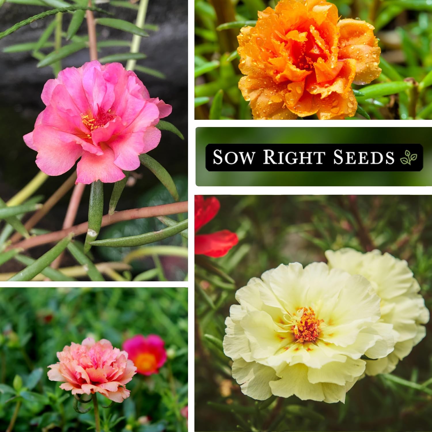 Sow Right Seeds – Moss Rose for Planting – Portulaca Grandiflora Mix