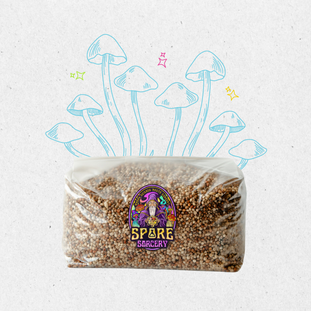 5lb Milo Sorghum Grain Spawn