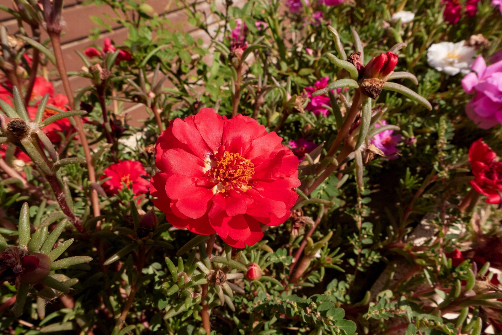 100 RED PORTULACA Grandiflora / MOSS ROSE Flower Seeds *Flat S/H