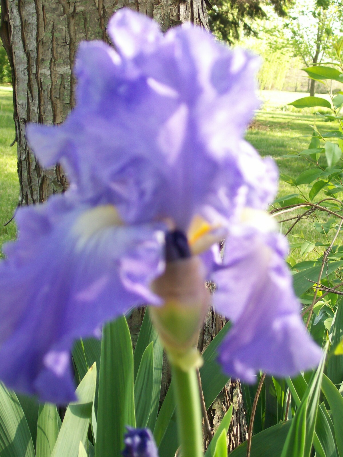 IRIS LIVE PLANTS RHIZONES WITH FLAGS SET OF 3 MIXED COLORS