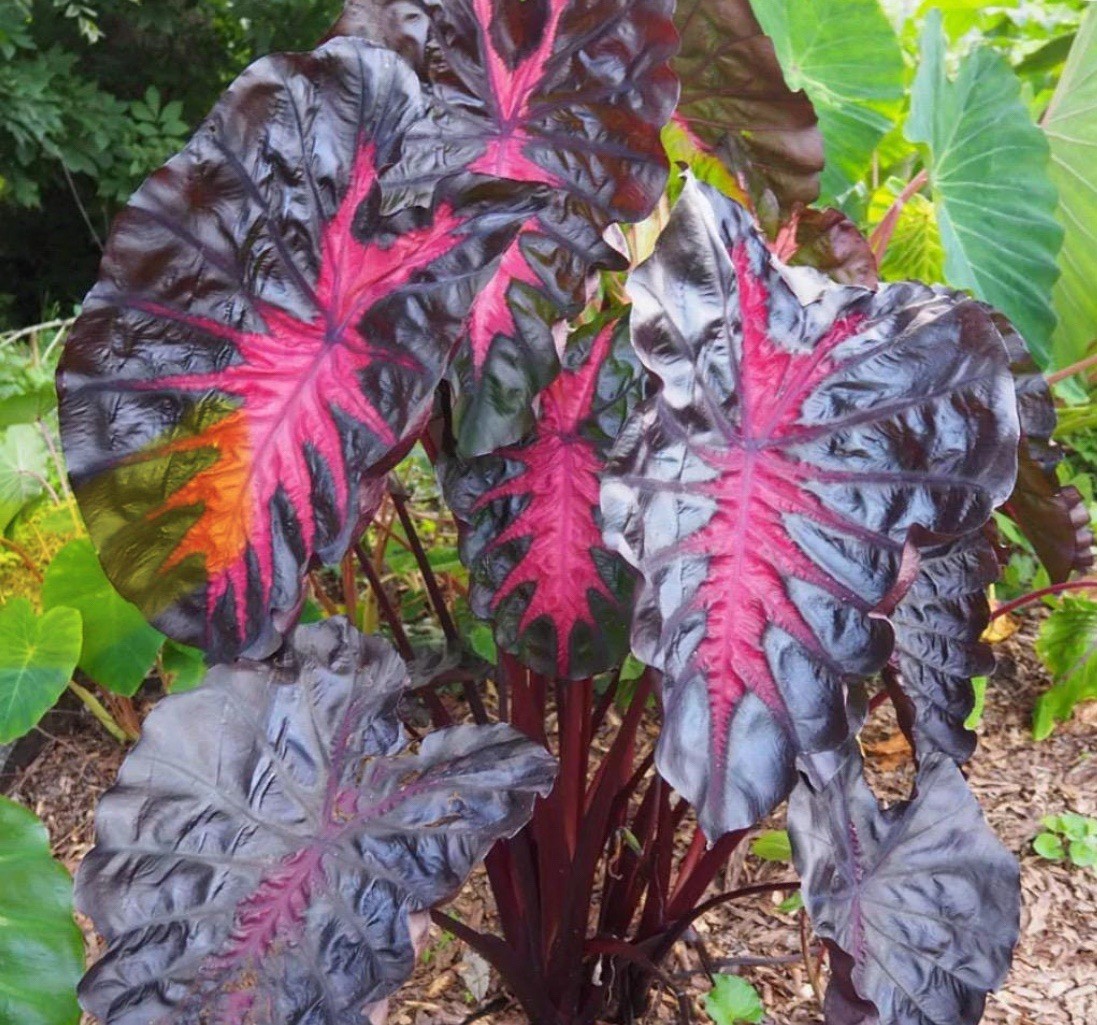 Redemption – Colocasia esculenta- Elephant Ear – SMALL ROOTED STARTER Plant