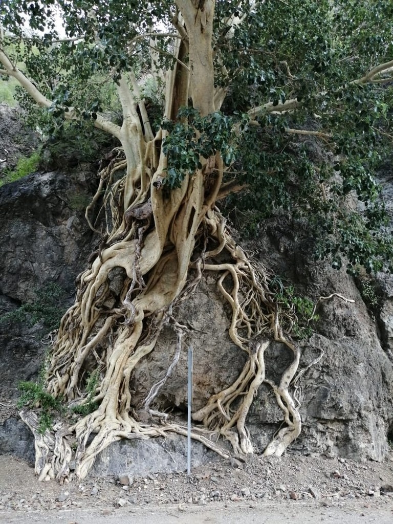 100+ Ficus Petiolaris Seeds – Rare Bonsai & Exotic Indoor Tree Seeds