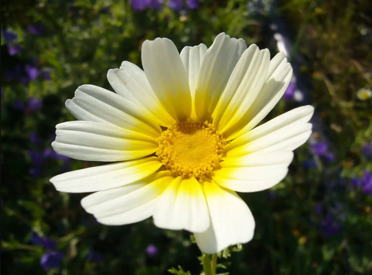 100 Seeds| Garland Daisy Seeds #N011