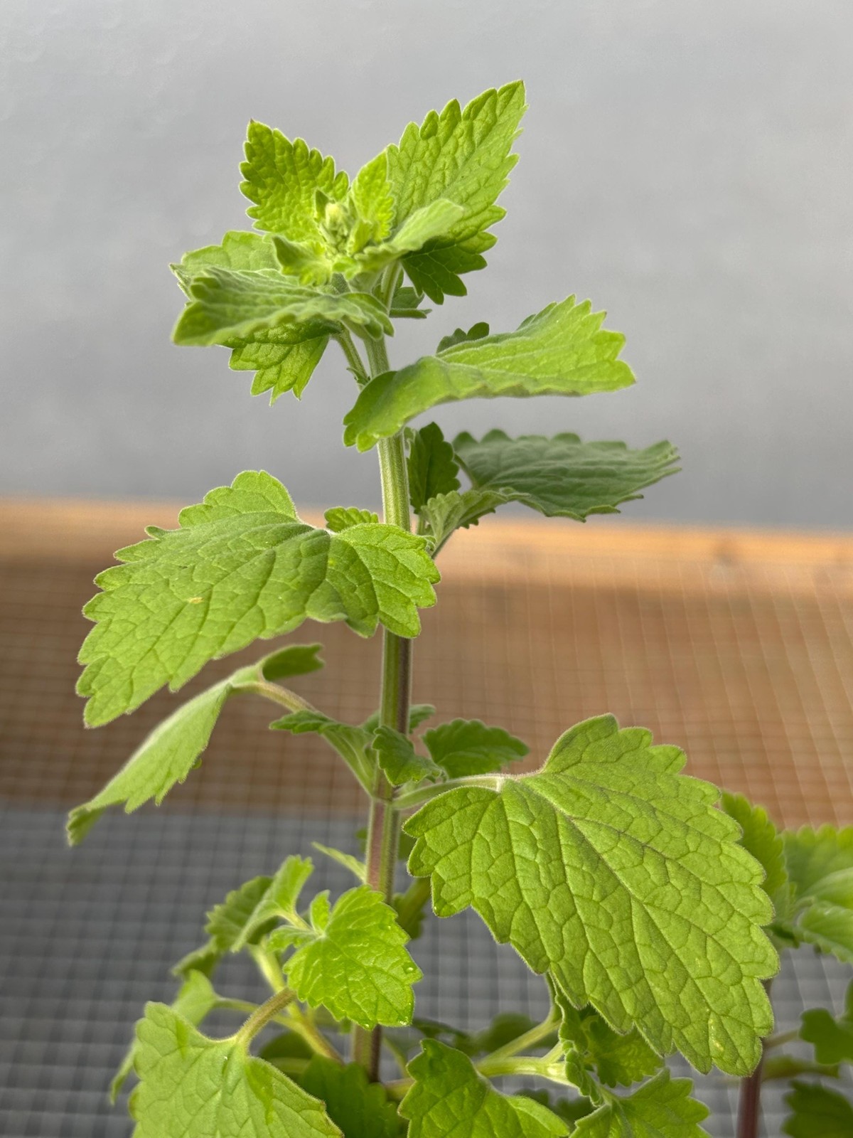 Catnip Live Plant – Seedlings/Plugs and Plants – 3″- 12″ tall – 30-60+ days