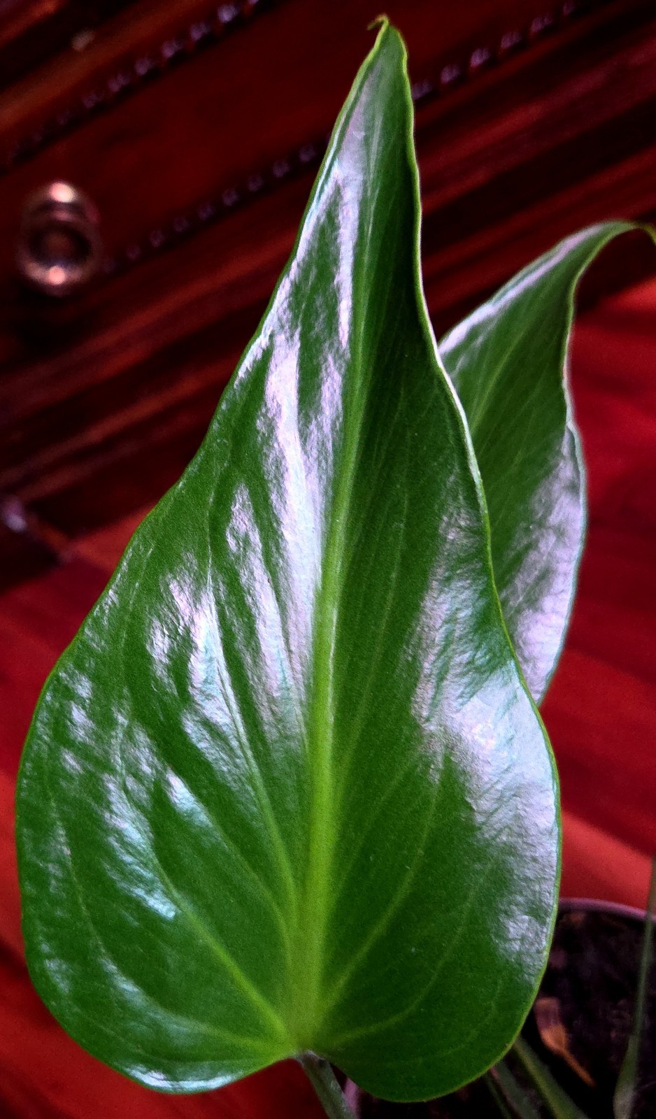 Rare XL Monstera Burle Marx Flame 25″ Tall Aroid Not Philodendron Anthurium