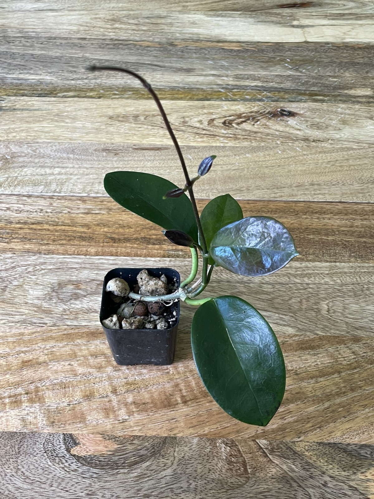 Hoya Australis Vine Wax Flower Live Plant New Growth, California USA Seller
