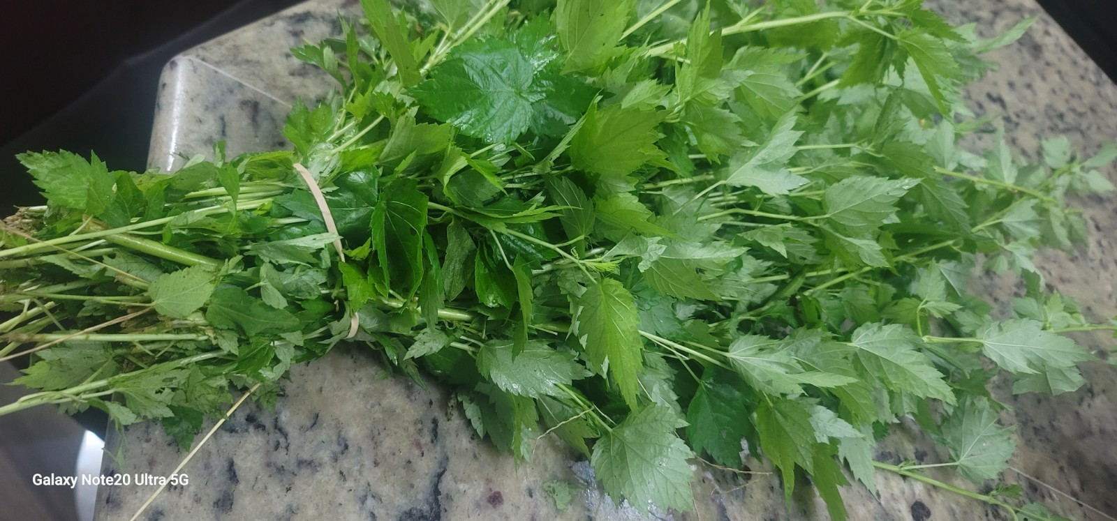 4 Pounds/lbs of Organic Fresh Ewedu Jute Vegetables