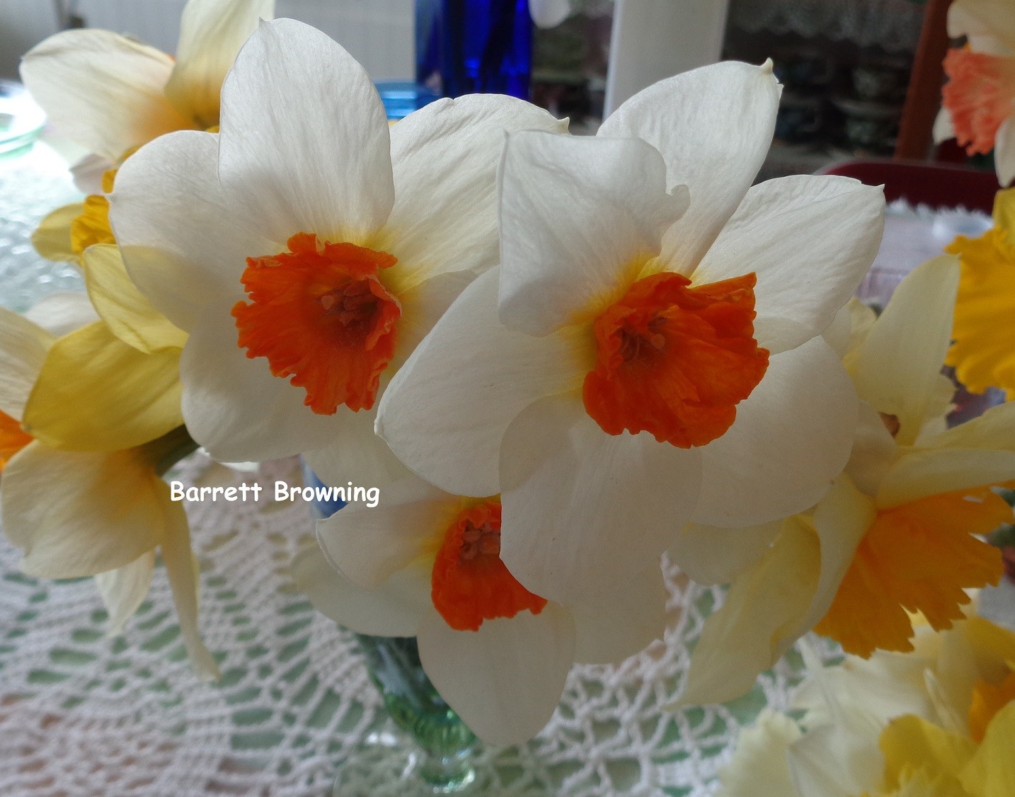 32 DAFFODIL BULBS 2 KINDS Narcissus Jonquil white petals FromMyGarden **PlsREAD*