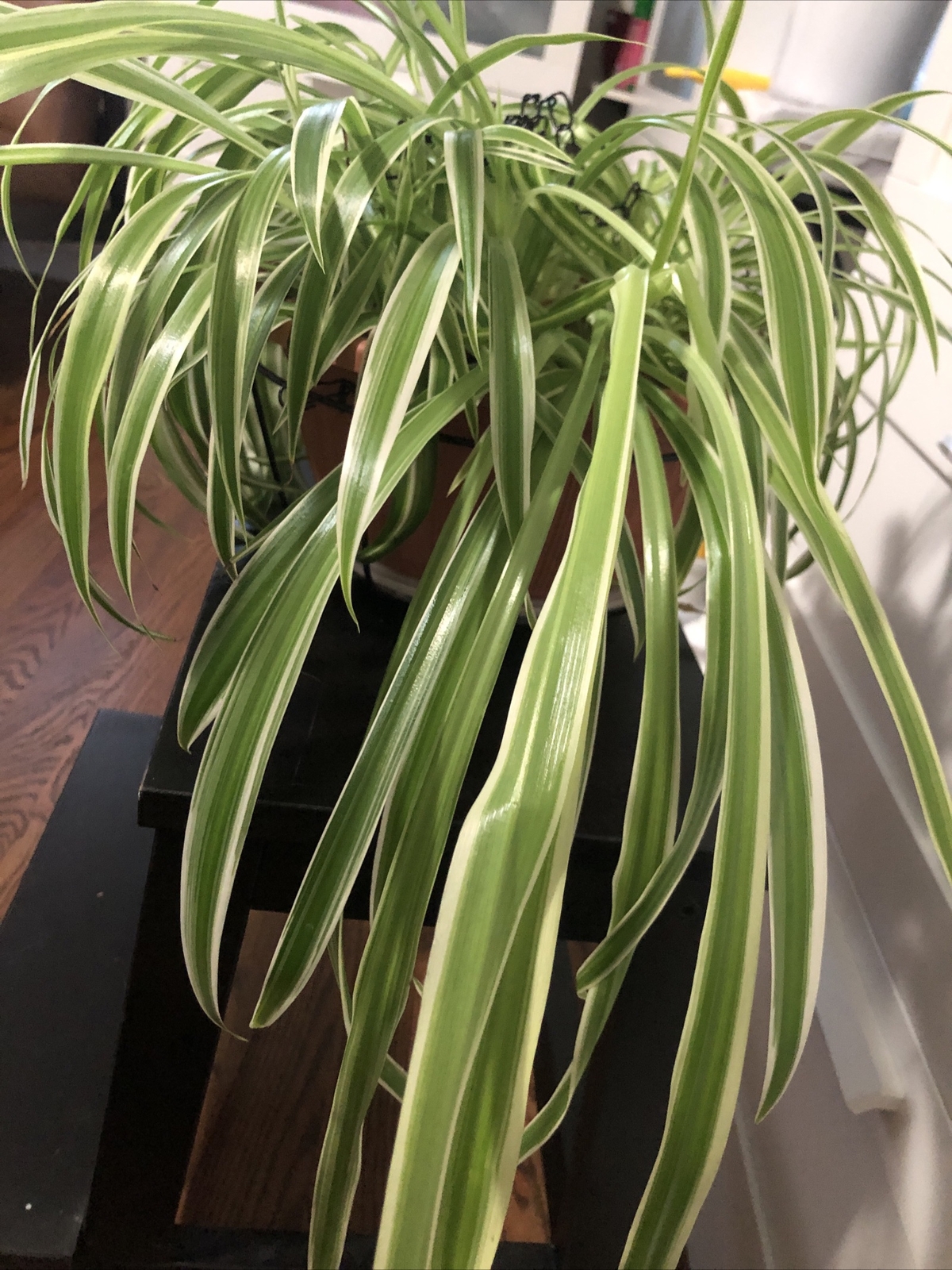 4-Rooted Spider Baby Plants/Variegated Bonnie/established plants easy to care