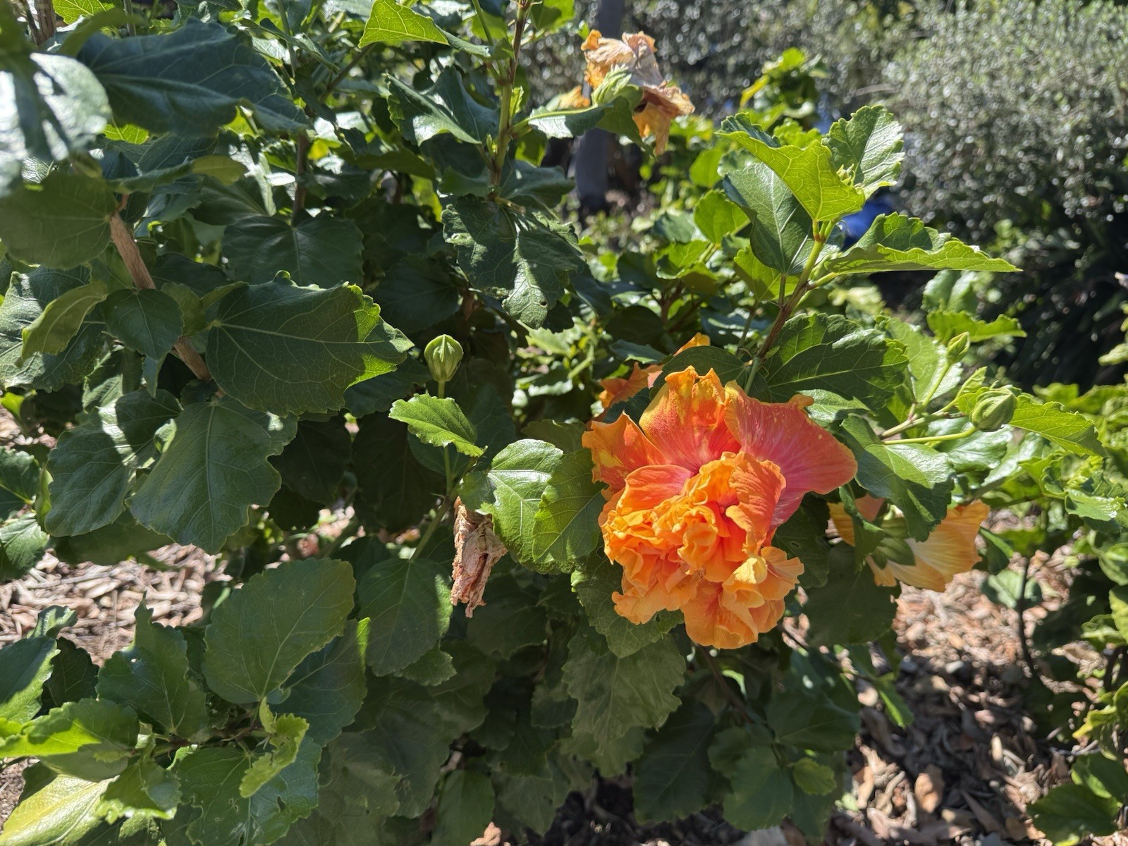 Tropical Hibiscus “Flamingo” – One (1) fresh Unrooted Cutting