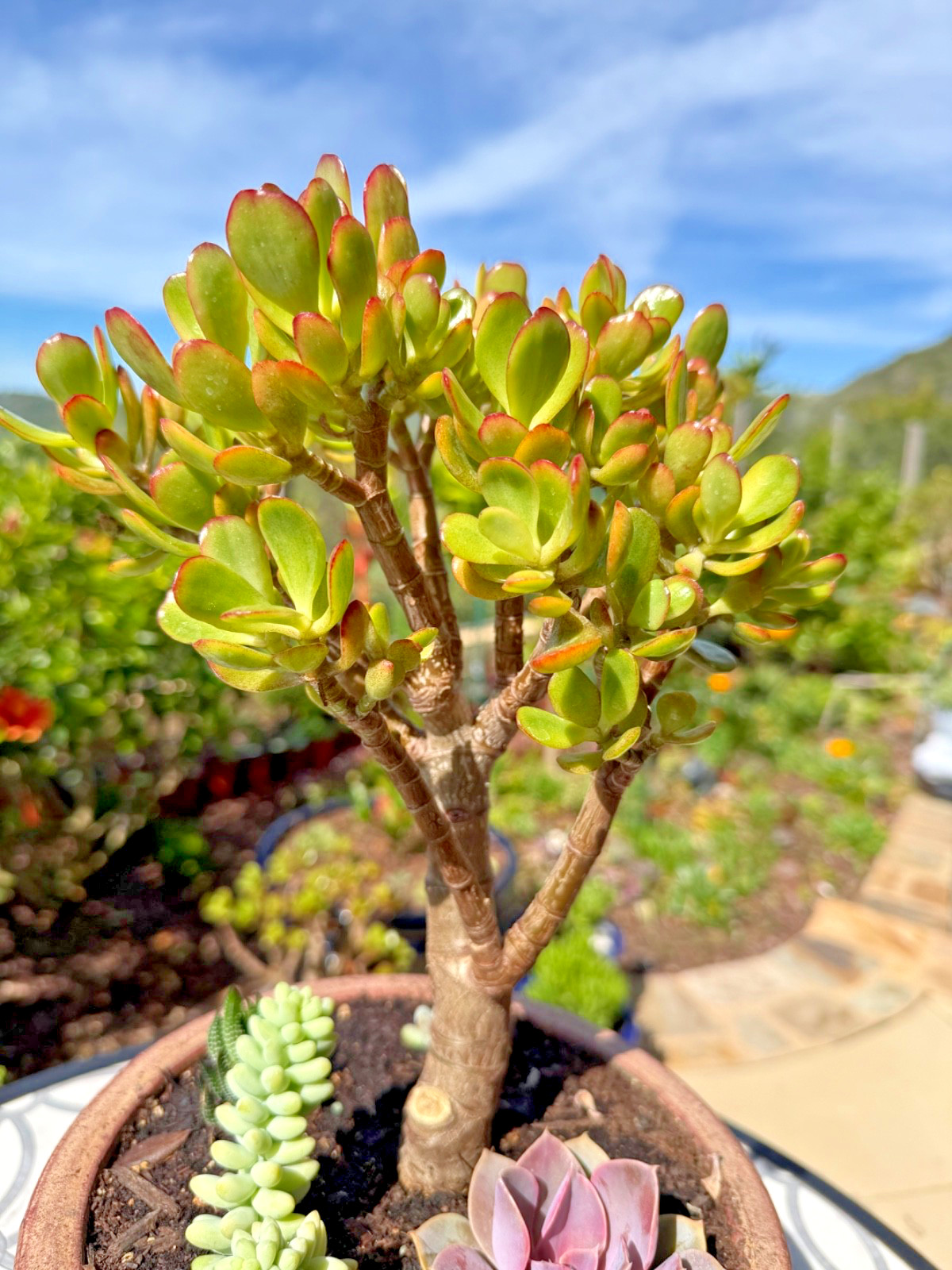 1 Bonsai- Jade Succulent , Crassula Ovata- Money Tree plant, 12”-14” Tall