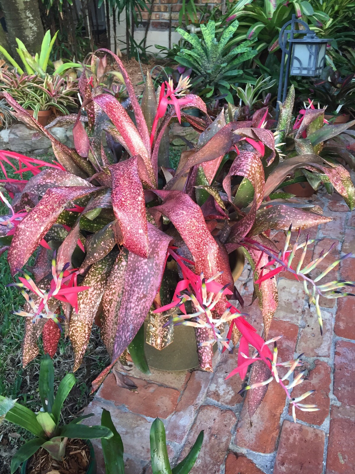 Billbergia PINK CHAMPAGNE Bromeliad one tropical plant ***SALE***