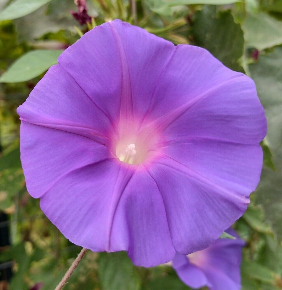 100+ Morning Glory Seeds Mystery Mix | Purple/Blue/Orange/Red/Pink/White/Striped