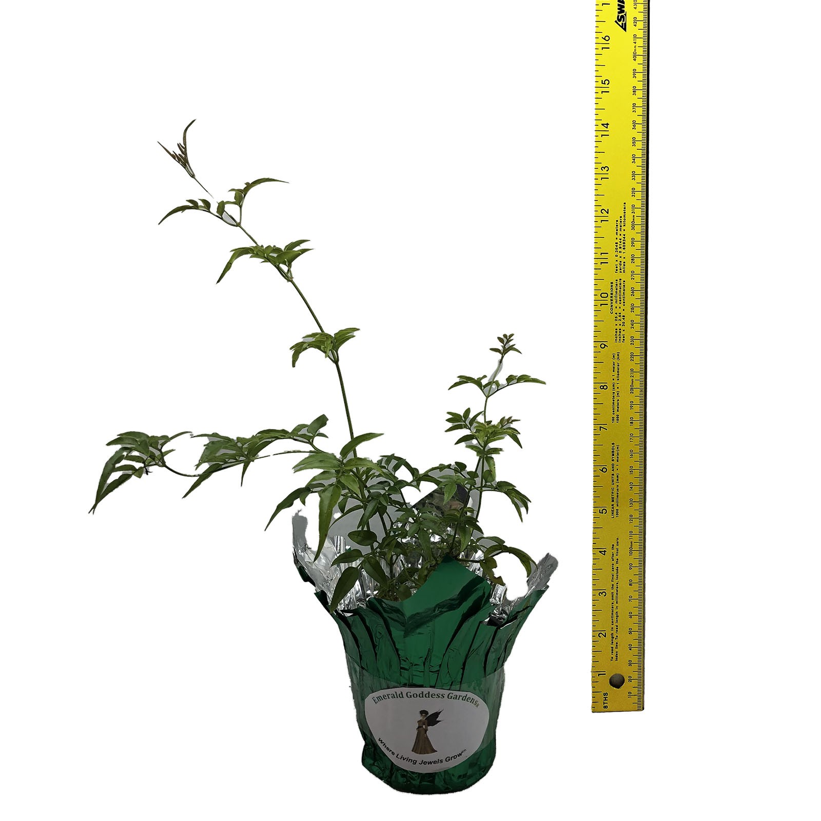 POLYANTHUM Pink Winter Jasmine Vine Plant Fragrant Spring Flowers Indoor Outdoor
