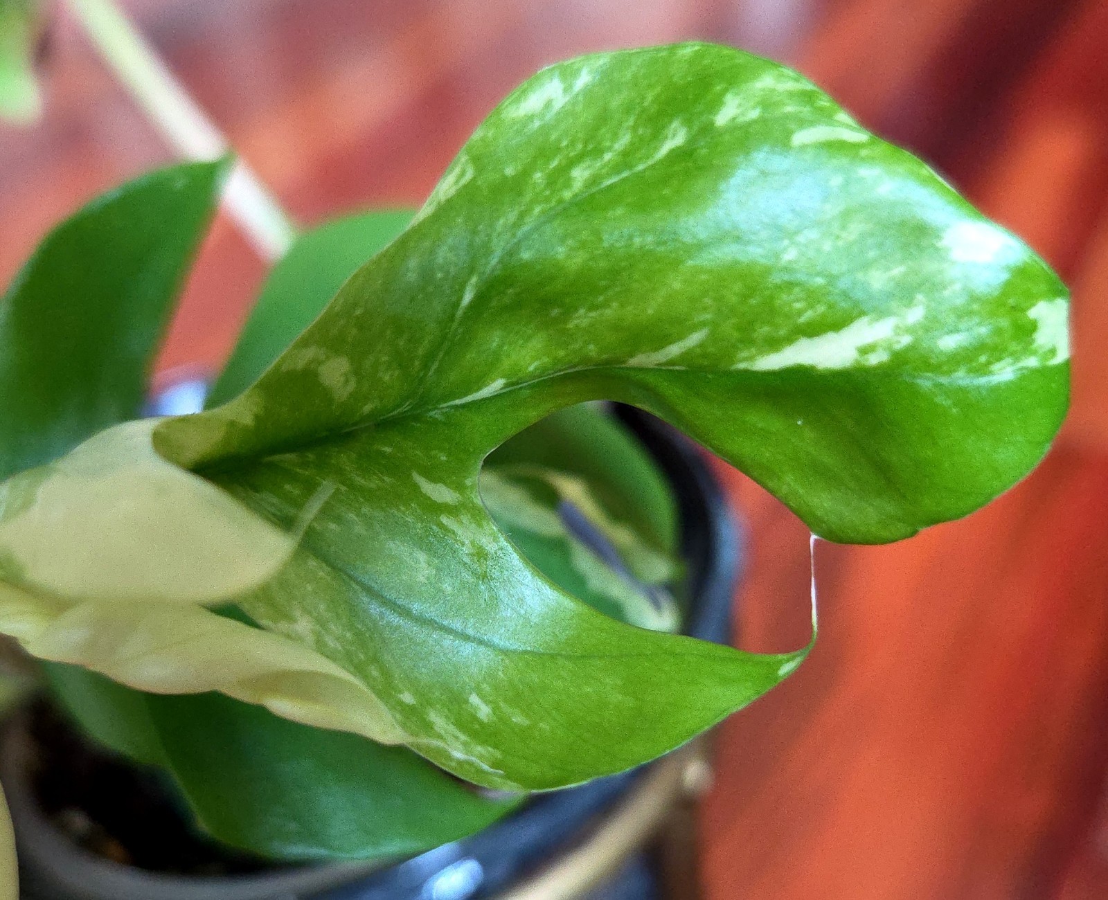 Rare Rhaphidophora Tetrasperma Albo 11″Tall Monstera No Philodendron Anthurium