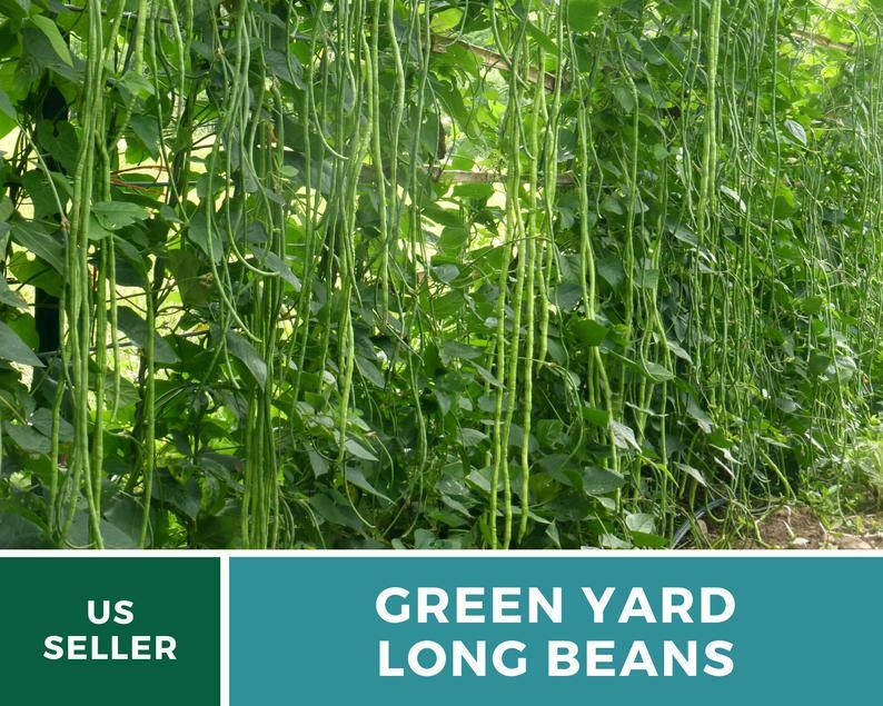 Bean, Yard Long Green – 15 Seeds, Pole, Heirloom Vegetable (Vigna unguiculata)