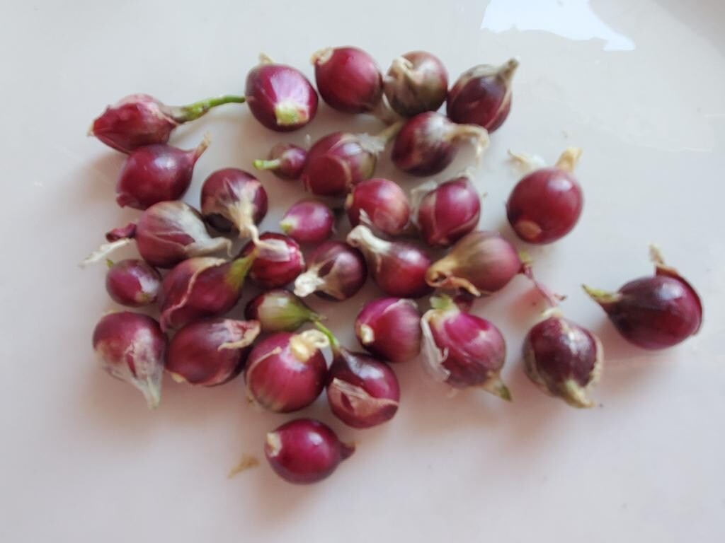Egyptian Walking Onions Bulblets 20 Small Size Lot Organic Heirloom 2026 Harvest