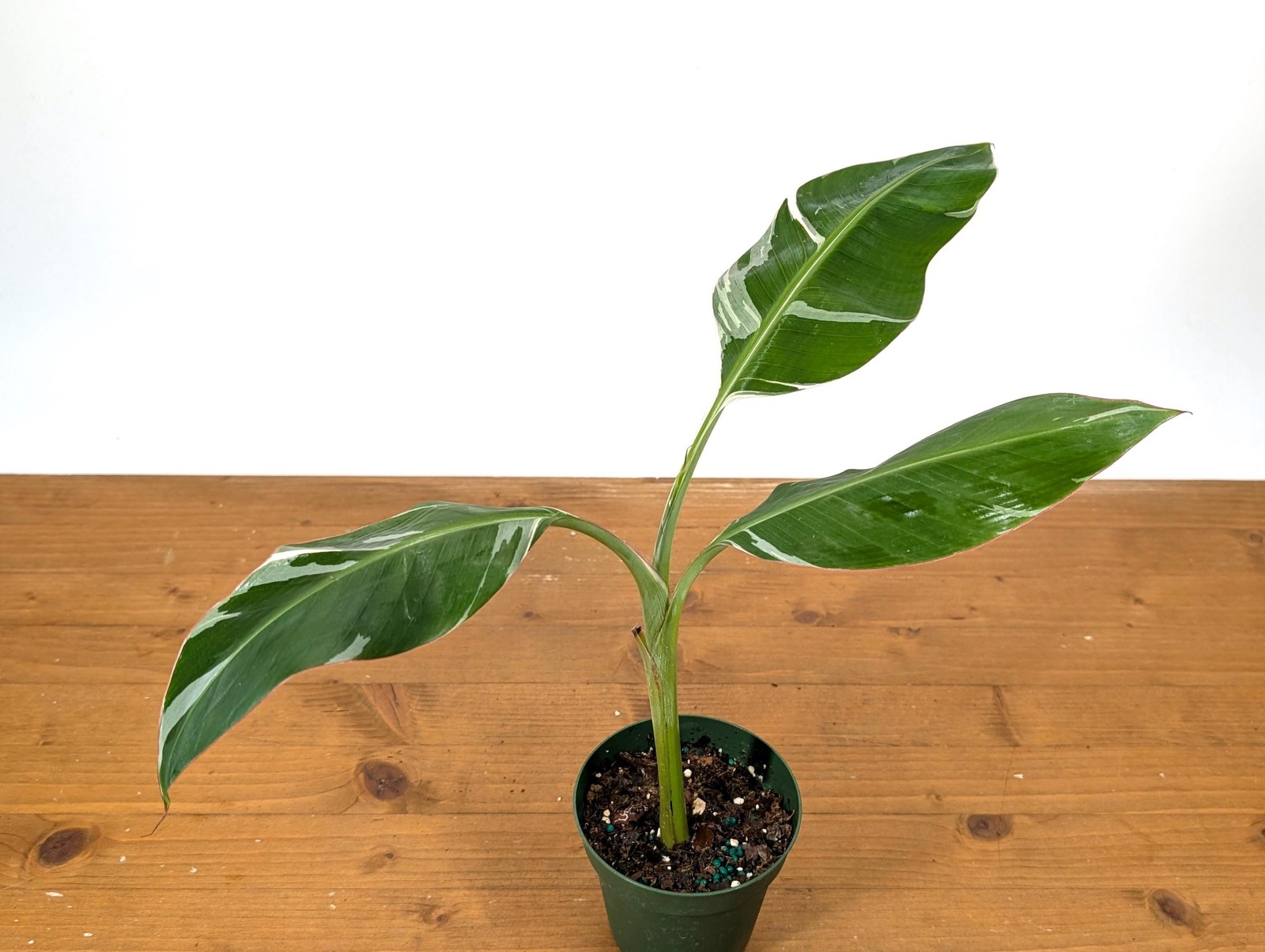 Variegated Banana Musa Florida – Grows Edible Fruit – Variegated Bananas! Can