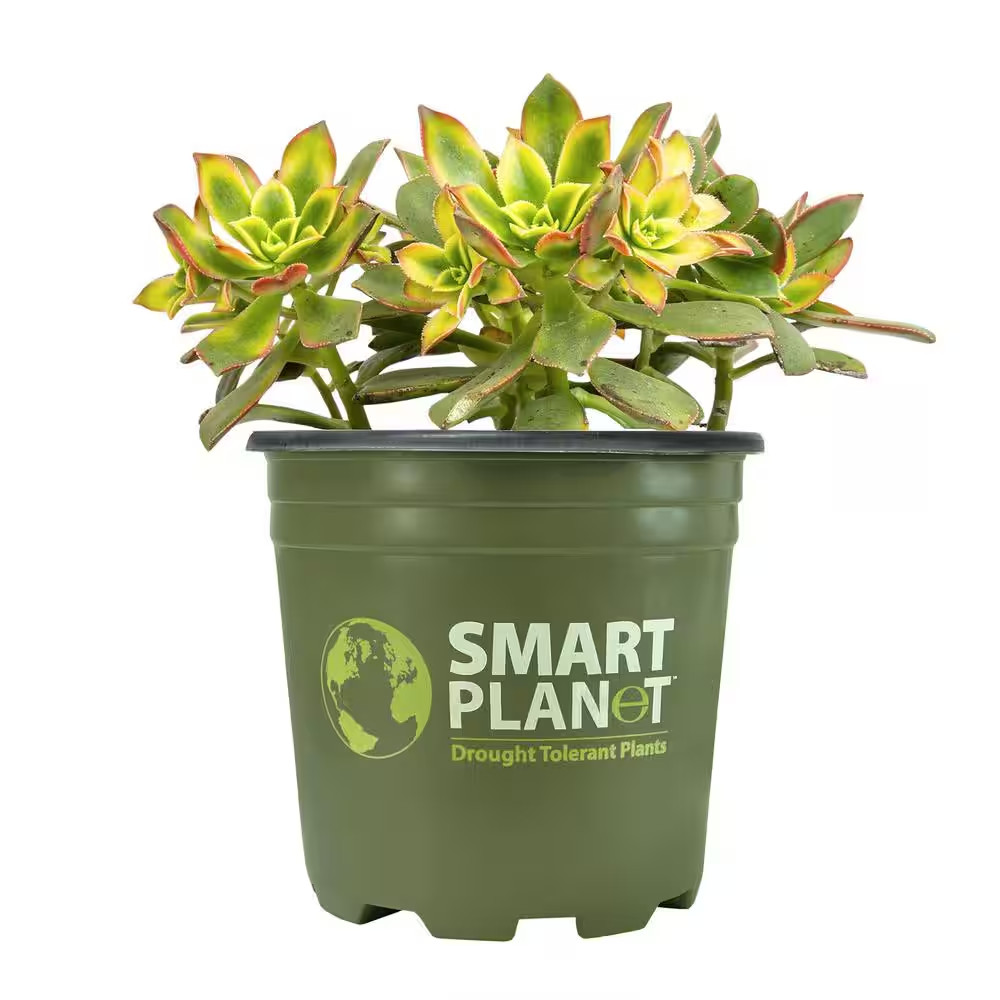 1 Gal. Aeonium Kiwi Single NG