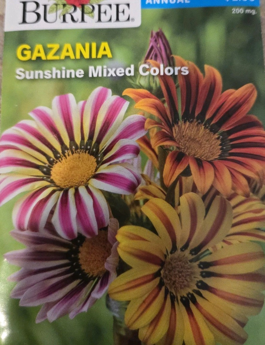 Gazania Sunshine Mixed Colors Seeds Burpee 200mg