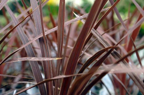 Cordyline obtecta Purpurea | Red Cabbaga Palm | 10 Seeds