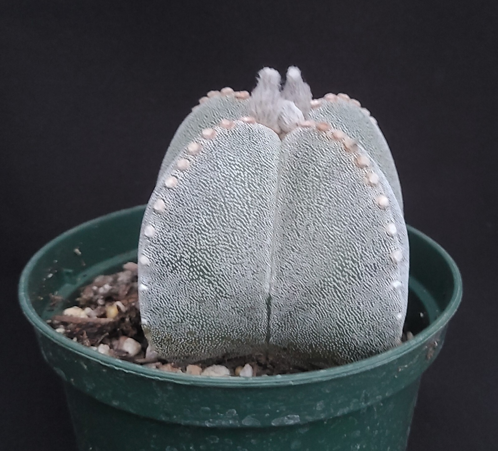 Astrophytum myriostigma quadricostata #1 * Mexico Native * Large*