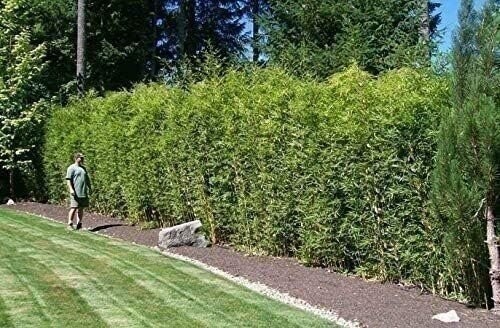Bamboo Fernleaf | 1 Gallon | Bambusa multiplex | Low Maintenance | Hardy Plant