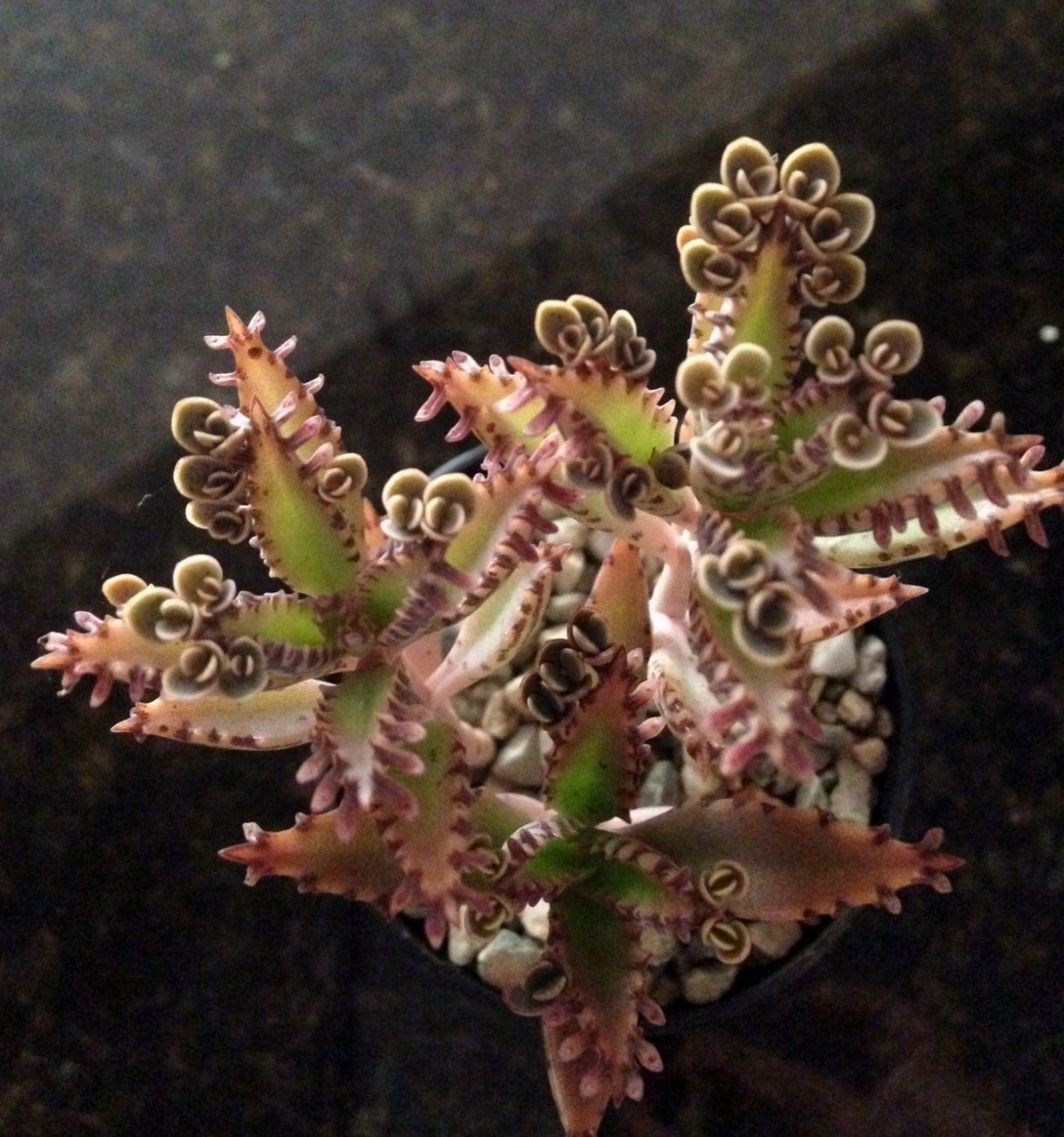 “MOTHER OF MILLIONS” KALANCHOE BRYOPHYLLUM DELAGOENSE – 2 1/4 INCH SUCCULENT POT