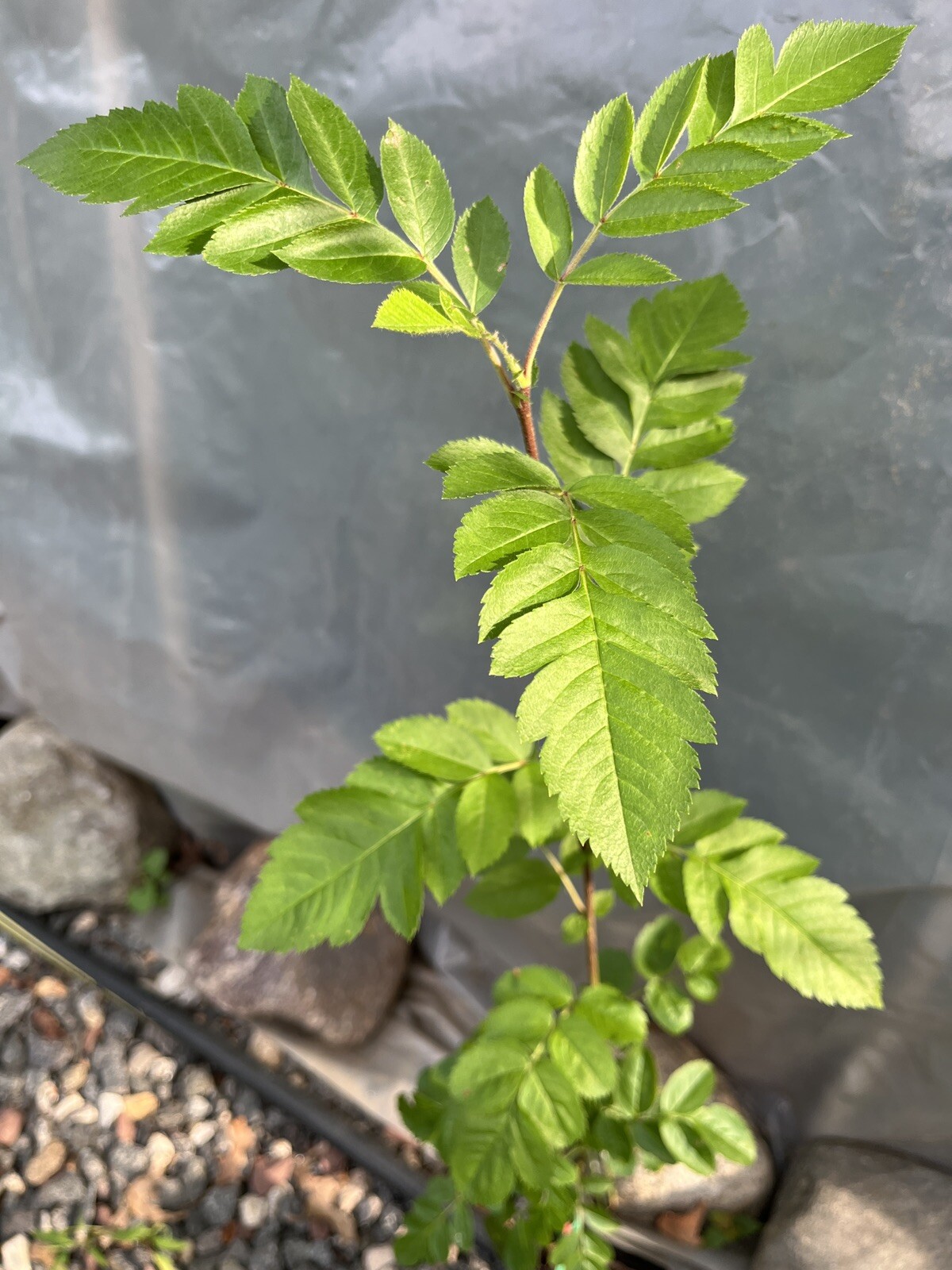3-4 Ft Tall Ivan’s Belle (Granatnaya) Grafted Mountain Ash Hybrid