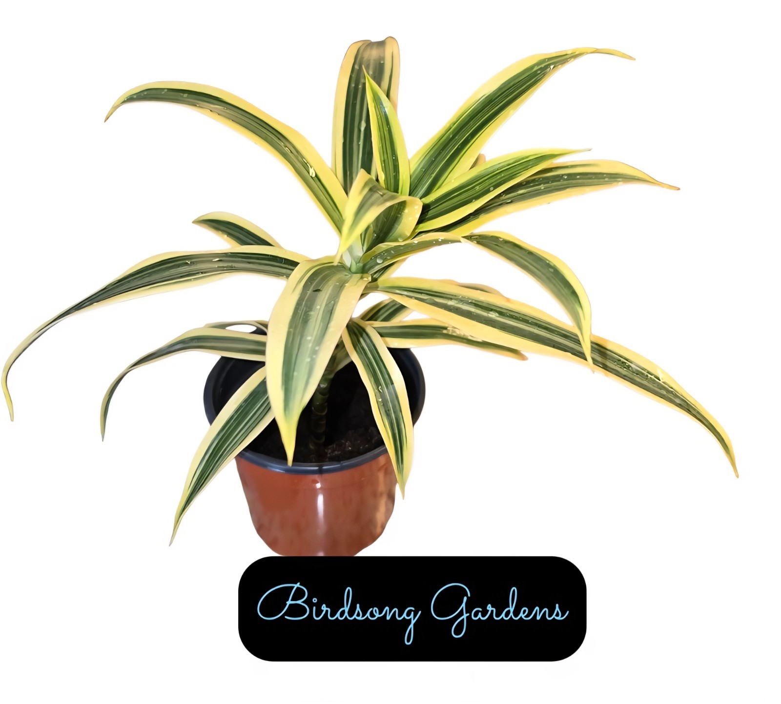 The Song of India (Dracaena Reflexa) Variegated plant as pictured 4″ pot