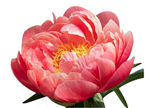 Coral Sunset Double Peony – Shipped Bare Root – Most Beautiful of the Coral P…