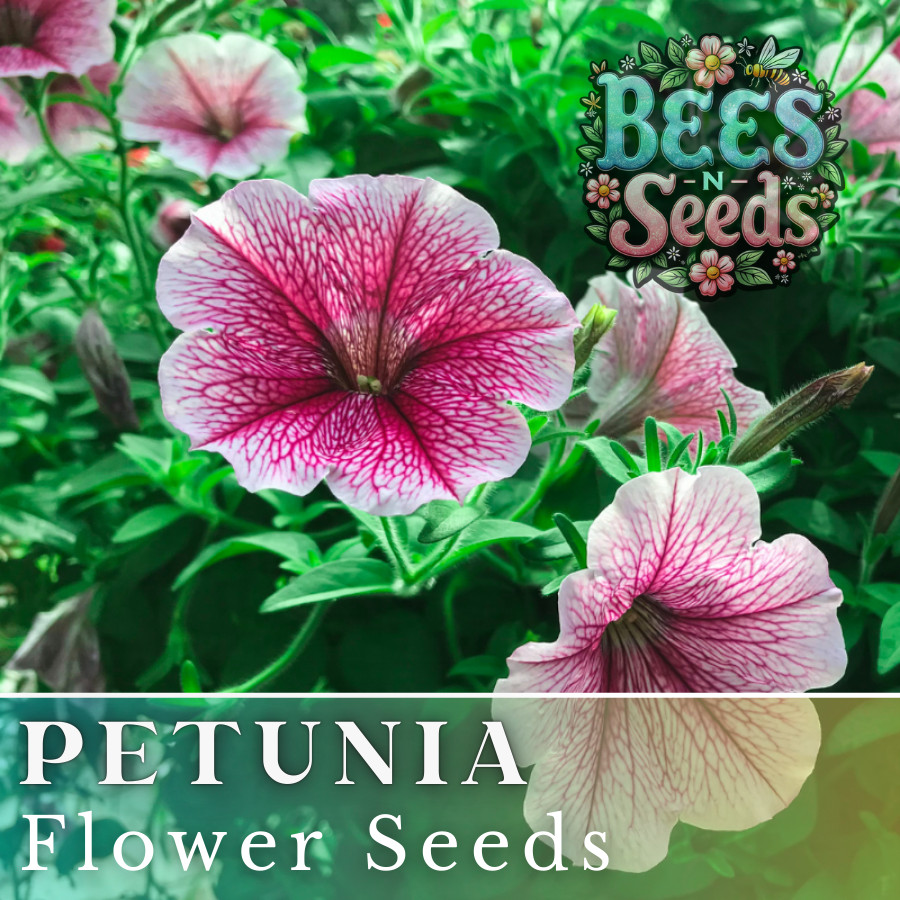 1000+ Enchanting Rose Petunia Seeds US SELLER Perennial Flowers Seed Annual Bulk