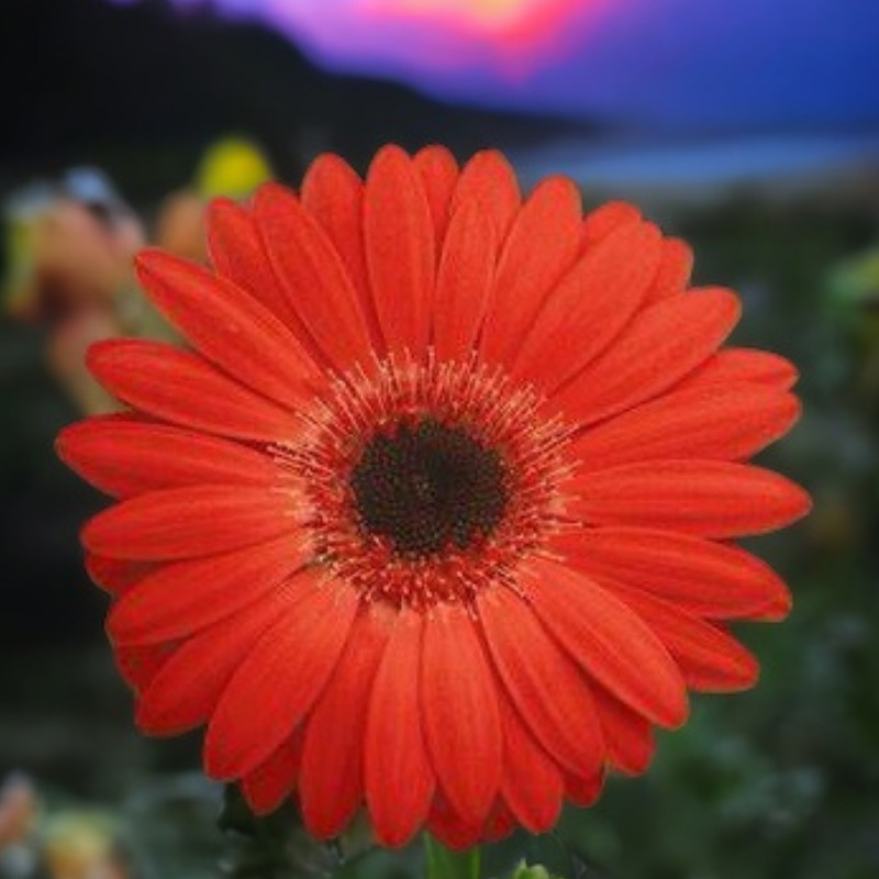 Gerbera Daisy Seeds 50+ Seeds Mum Flower, Flower Seeds, Annual, Flower Beds