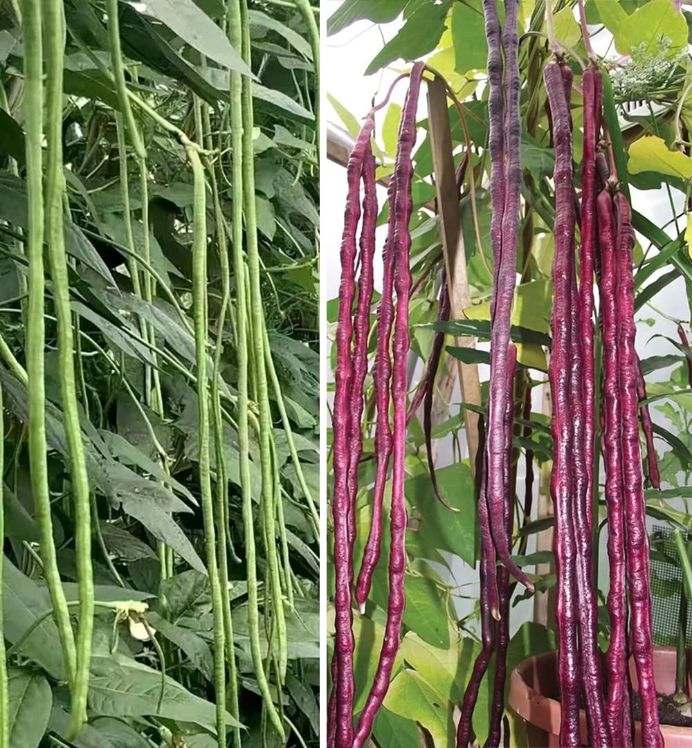 25+ Mixed Yard Long Bean Seeds Green or Purple Red Asian Chinese Long Bean Ve…