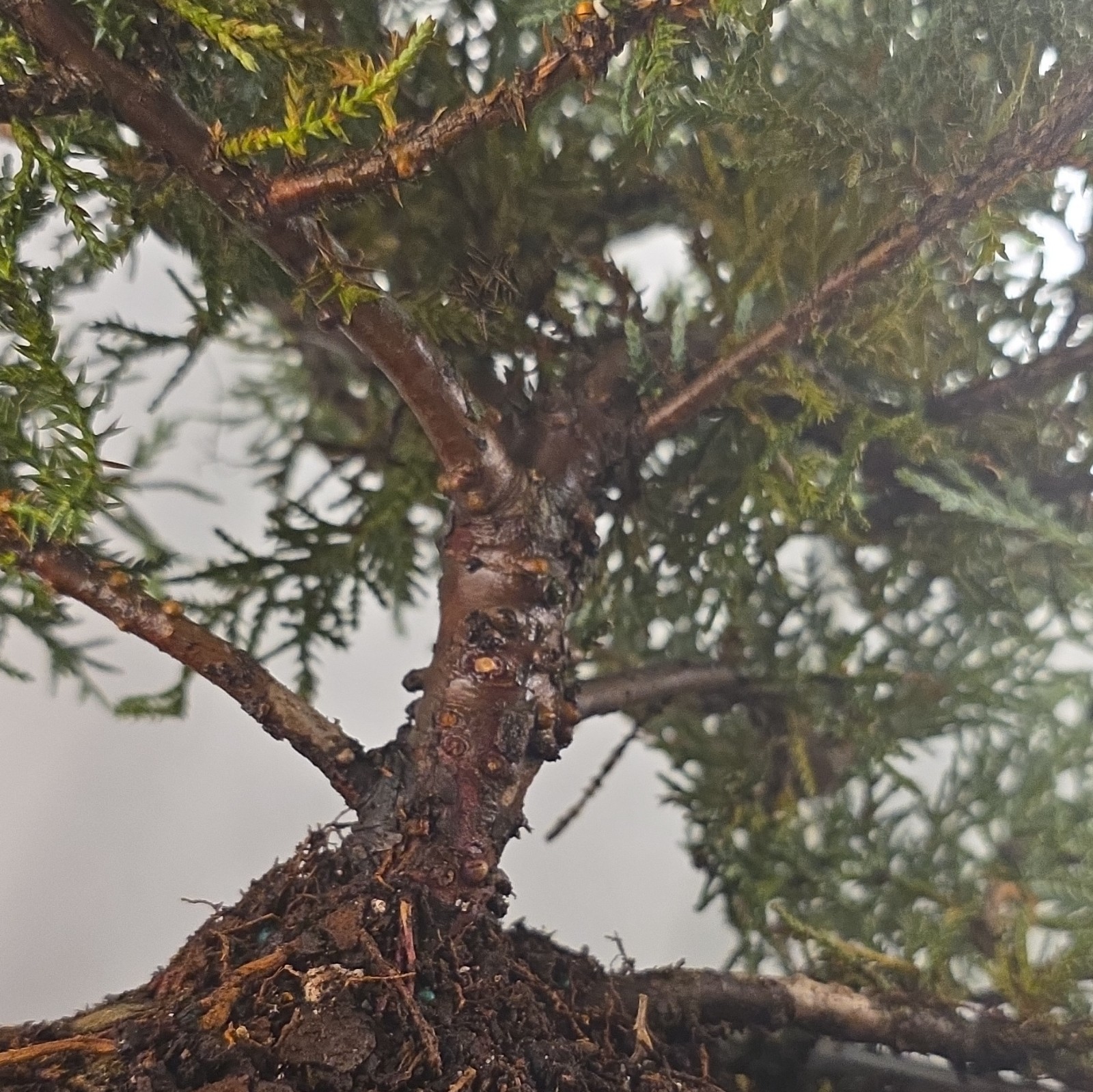 Angelica Blue Juniper Pre-Bonsai Live w/ Training Pot, Outdoor