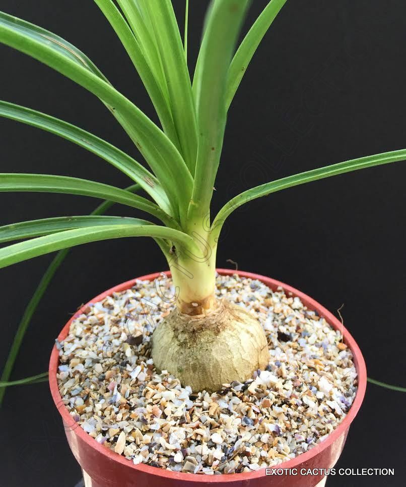 4″ plant Beaucarnea Recurvata elephant foot ponytail palm pachycaul base 4 pot