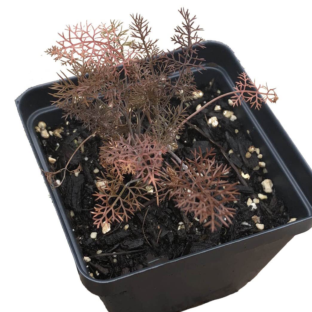 Organic Bronze Fennel Live Plant (Foeniculum vulgare “Purpureum) in 2.5 inch