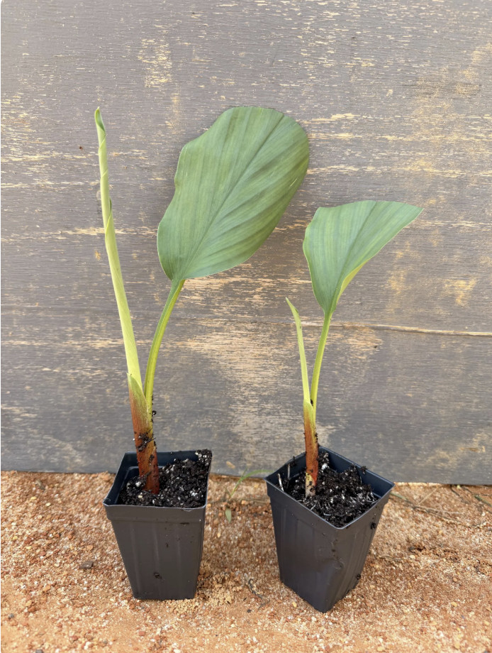 Red Torch Curcuma Ginger -SMALL ROOTED STARTER Plant-Leaves cut for shipping!
