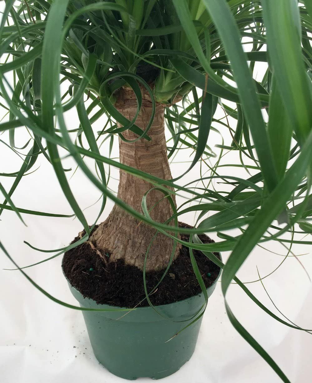Live Ponytail Palm Plant Bonsai Beaucarnea Elephant’s Foot Indoor Tree 15″H Pot