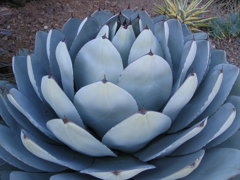 RARE AGAVE PARRYI TRUNCATA @J@ succulent artichoke exotic garden seed 100 SEEDS