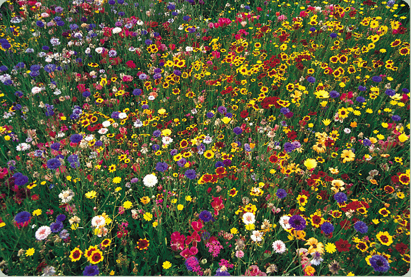wildflower mix, 100% seed, wild flower 2000 SEEDS! GroCo BUY ANY 10 – SHIPS FREE