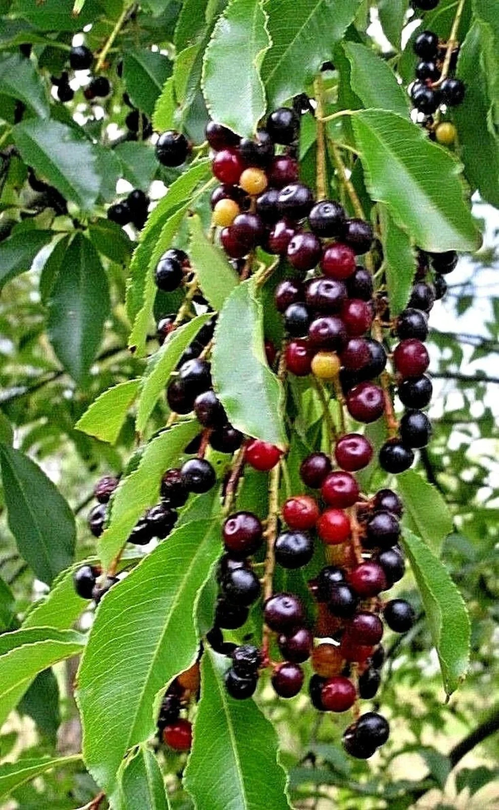 BLACK CHERRY TREE LIVE PLANT 12 – 16 INCHES Prunus serotina Ehrh. SET OF 2