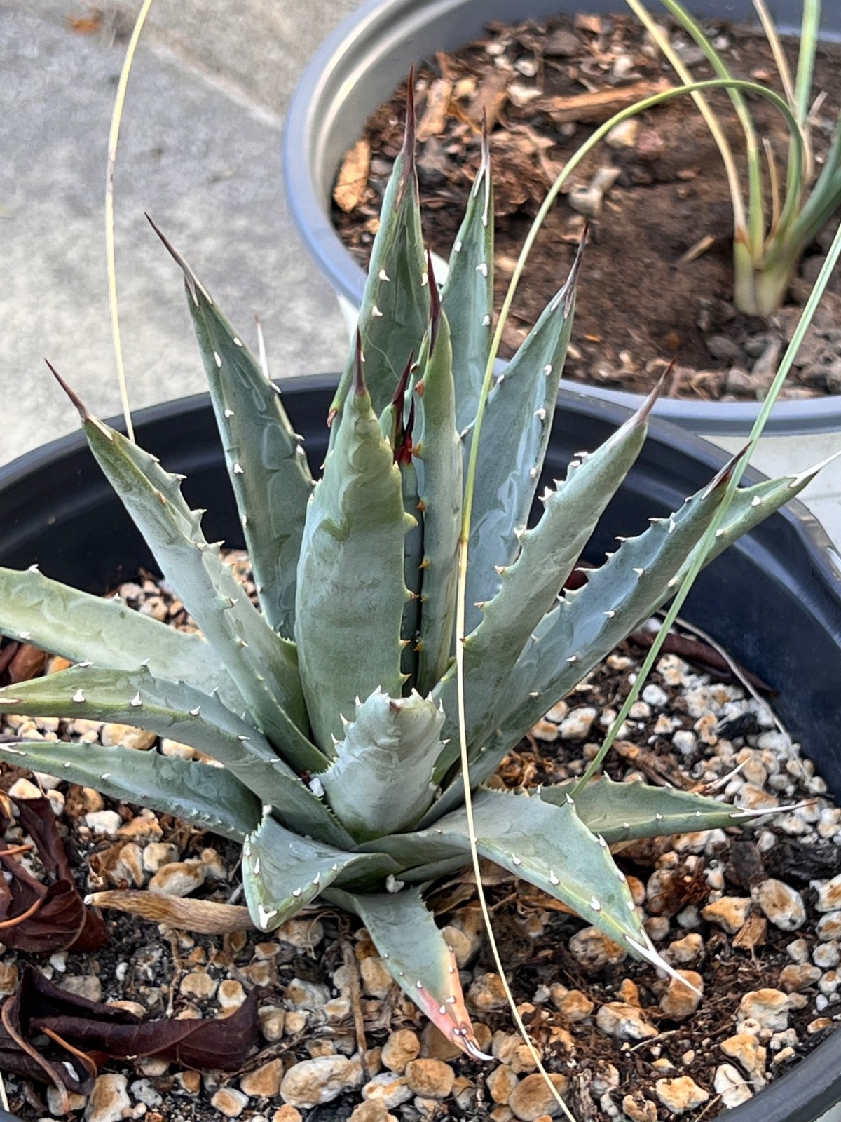 Agave utahensis var. utahensis plant – seed grown
