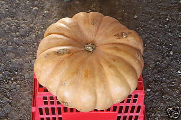 Long Island Cheese pumpkin edible sweet good taste calabaza fruit seed 50 seeds