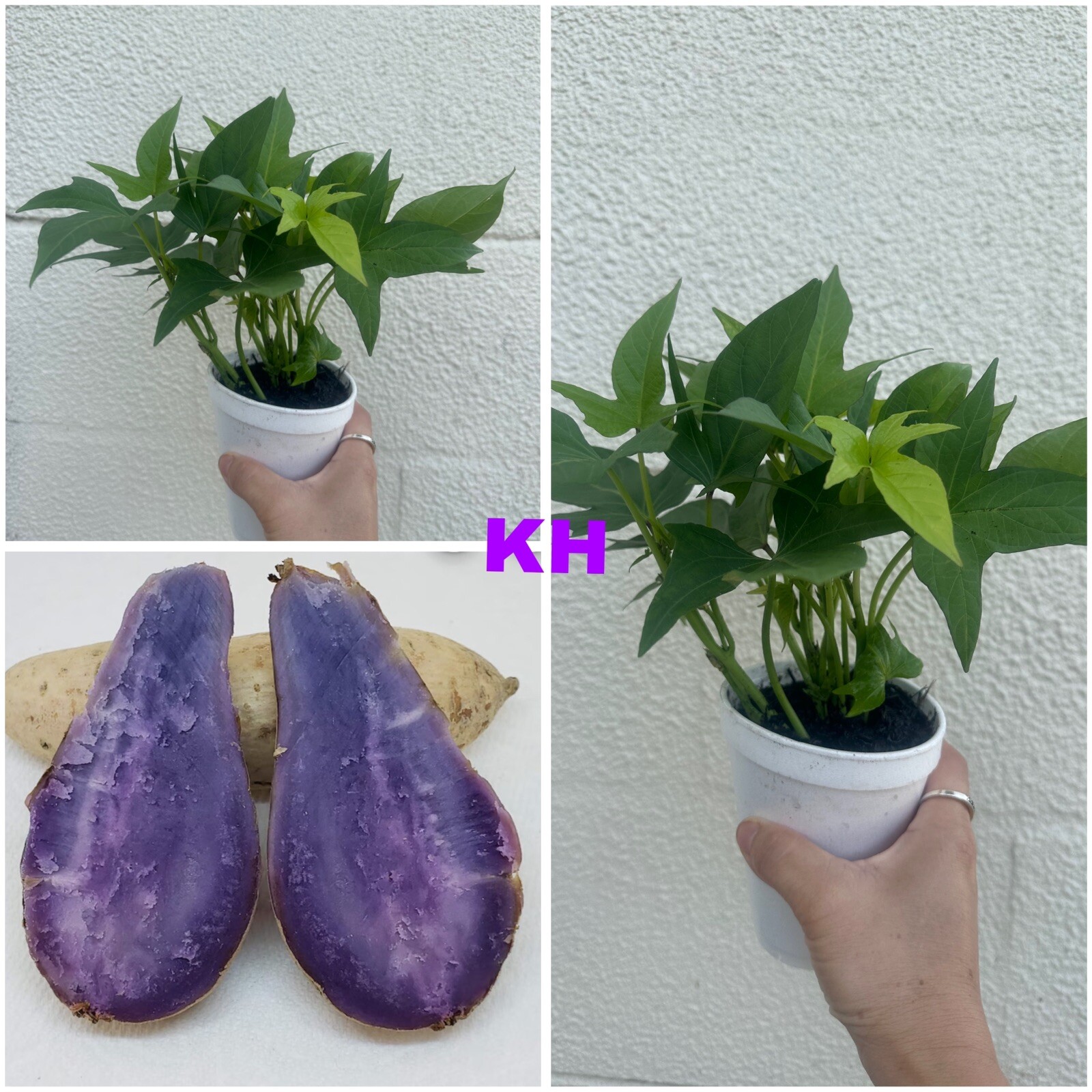 5 purple and whiteJapanese yam Sweet Potato Slips Rooted In A Cup dây lang nhật