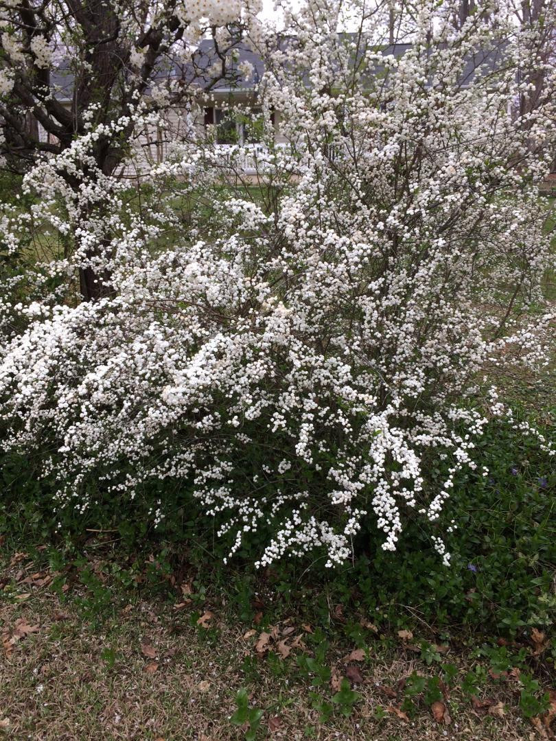 White Spirea Bush Tree 25 Seeds USA Seller