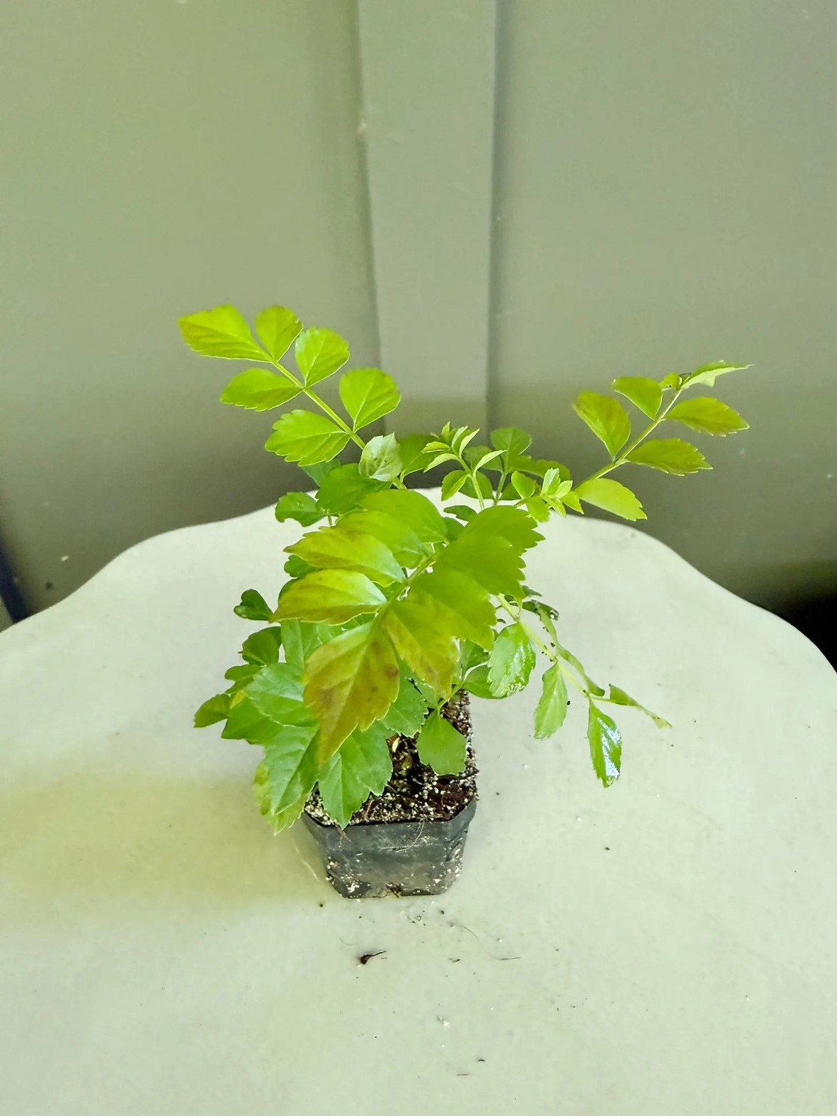 Red Cape Honeysuckle, 2 Inch Pot, Hardy Flowering Garden Shrub