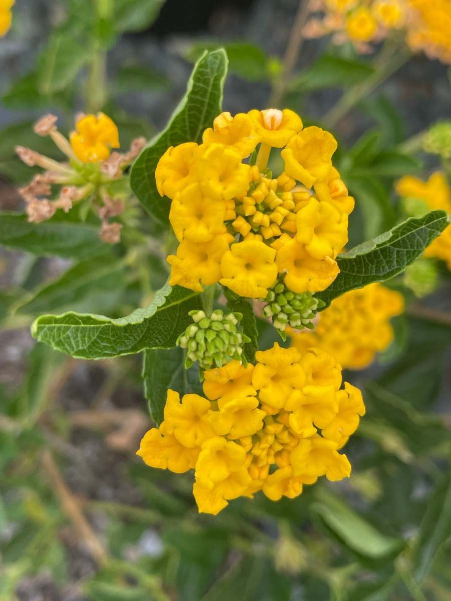 New Gold Lantana BUY 2 GET 1 FREE