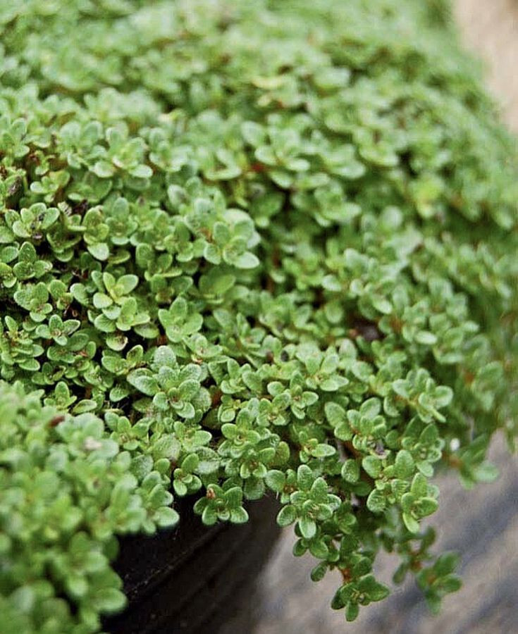 Elfin Thyme Thymus 25 Plants in 3-1/2 inch Pots