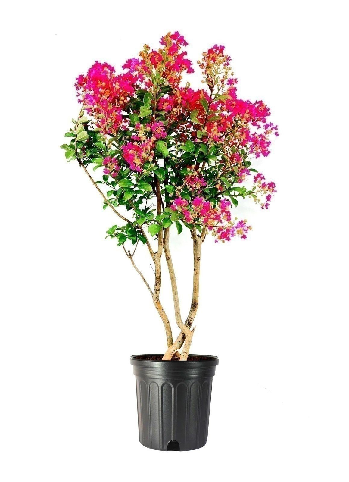 Crape Myrtle Tonto | 3 Gallon | Lagerstroemia indica | Flowering Tree Plant